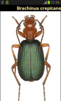 Coleoptera 海報