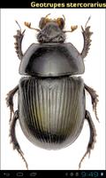 Coleoptera 스크린샷 2