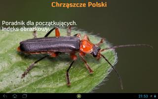 Chrząszcze الملصق