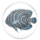 Fishes APK