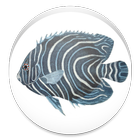 Fishes ikon