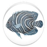 ikon Fishes