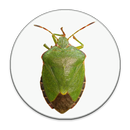 Pluskwiaki APK