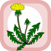 Home herbal APK