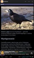 Ptaki polskie screenshot 1