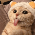 Stickers de Gatos