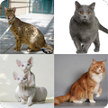 Guess the Cat