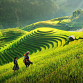Nature Wallpaper