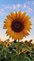 Nature Wallpaper स्क्रीनशॉट 1