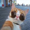 APK cat profile picture