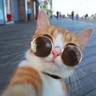 cat profile picture 图标