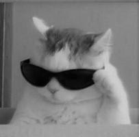 cat profile picture 截图 1