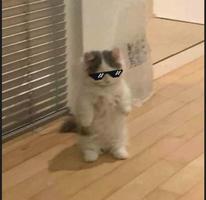 cat profile picture 截图 2