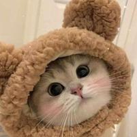 cat profile picture 截图 3