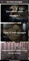 les chats sauvages Poster