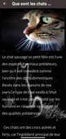 les chats sauvages captura de pantalla 2