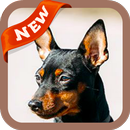 Miniature Pinscher Wallpaper APK