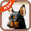 Miniature Pinscher Wallpaper