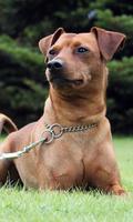 Miniature Pinscher Wallpaper اسکرین شاٹ 3