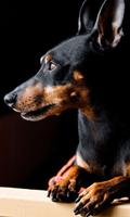 Miniature Pinscher Wallpaper 海報