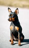 Miniature Pinscher Wallpaper captura de pantalla 1