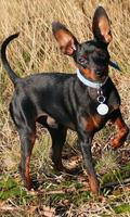 Miniature Pinscher Wallpaper imagem de tela 2