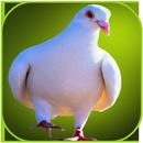 Pigeon Wallpaper APK