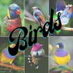 Birds Ringtones icon