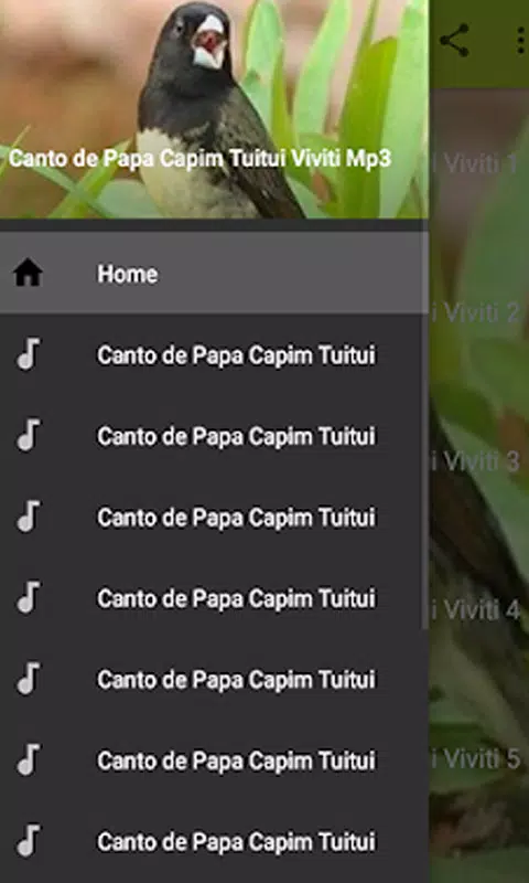 Canto Papa Capim Viviti: álbuns, músicas, playlists