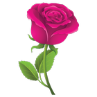 Pegatinas de Rosas WASticker icono