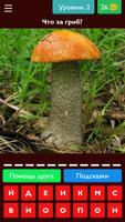 Угадай грибы Plakat