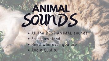 Animal Sounds Affiche