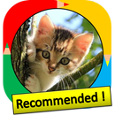 Color by Number - cat APK