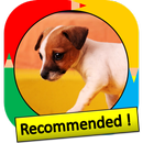 Color by Number - dog APK