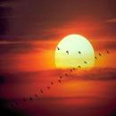 música relaxante da natureza APK
