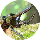 超！ムシ取り！