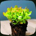 Grow Succulents Seeds Guide