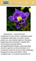 Лесные цветы syot layar 2