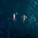 whale sounds APK