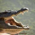 Alligator sounds