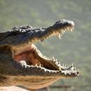 Alligator sounds APK