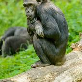 Bonobo sounds icon