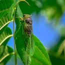 Cicada  noise APK