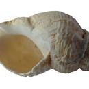 Conch Sound APK