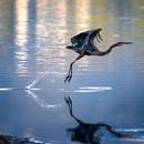 Crane Bird Sounds APK