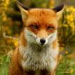 Fox wallpapers アイコン