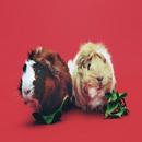 guinea pig sounds APK