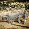 Komodo Dragon  sounds APK