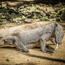Komodo Dragon  sounds APK