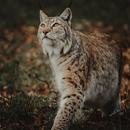 Lynx sounds APK